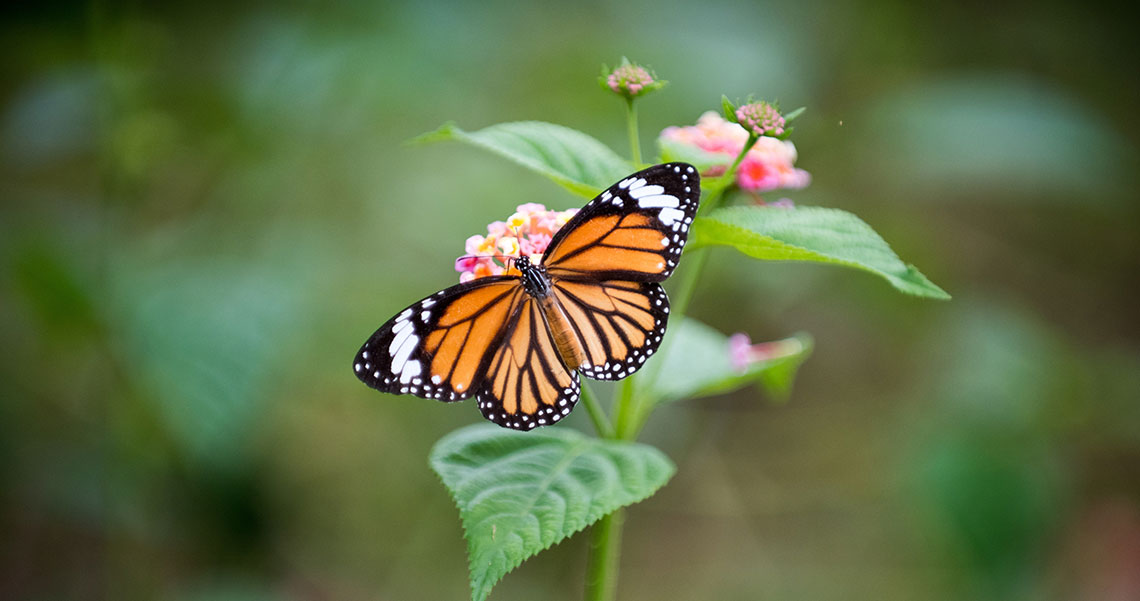 Butterfly transformation